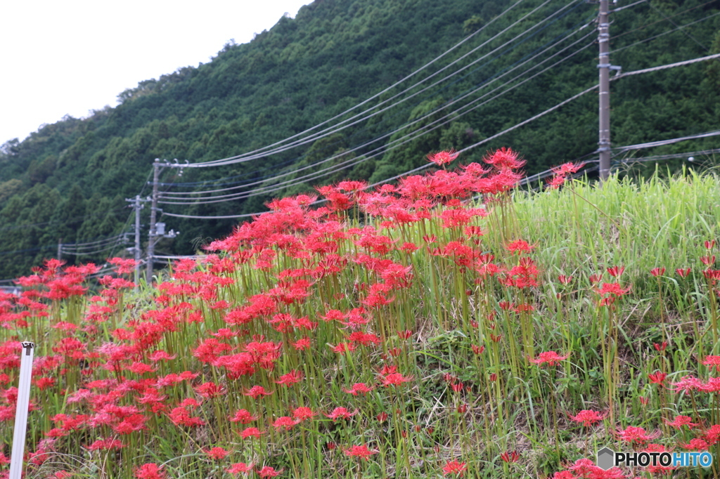 日向の彼岸花