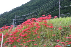 日向の彼岸花