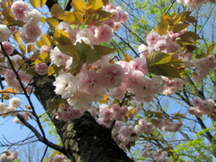 今朝の桜