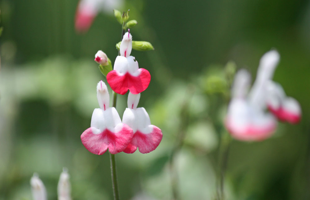 四季の花公園