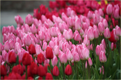 チューリップ