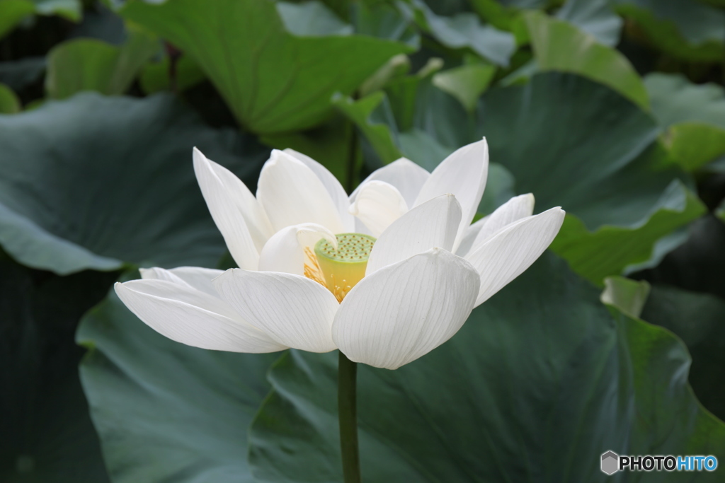 平家池の蓮