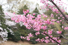 横浜緋桜