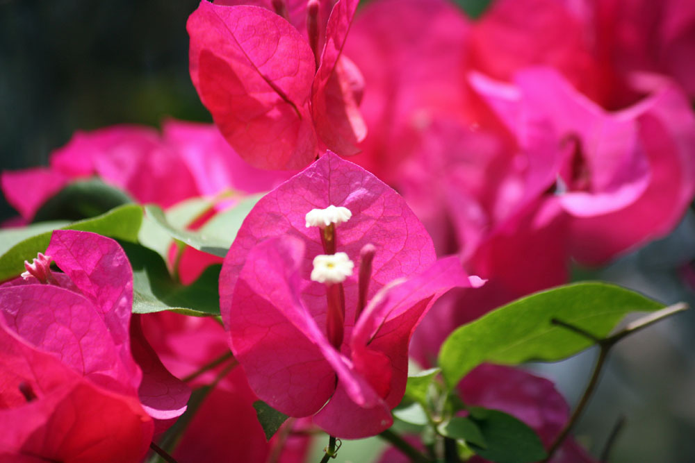 四季の花公園