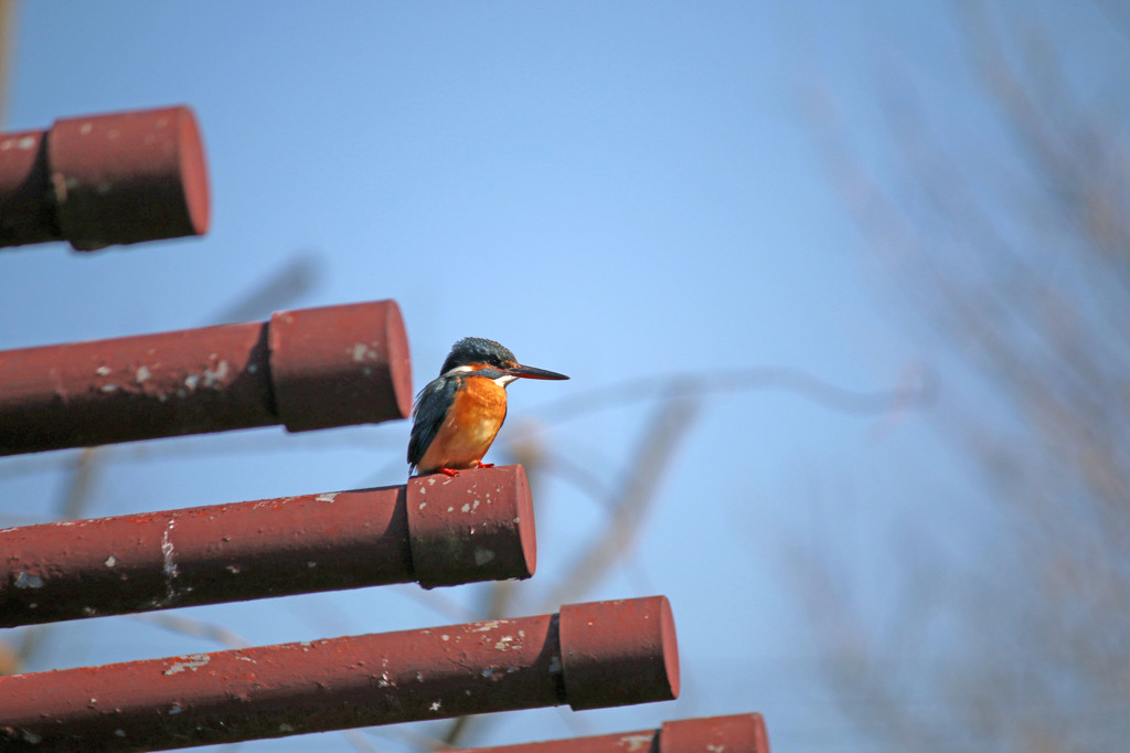 2015 初カワセミ