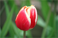 チューリップ