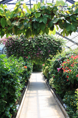花木温室