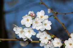 夜桜