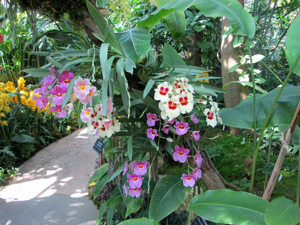 牧野植物園