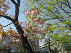 今朝の桜