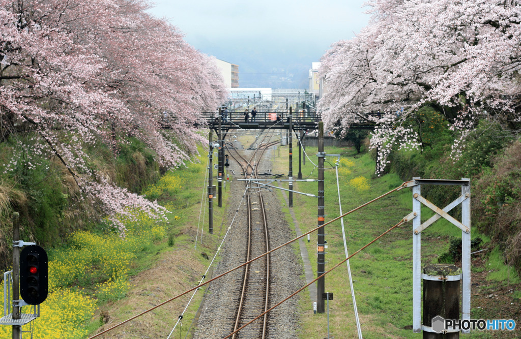 御殿場線の桜