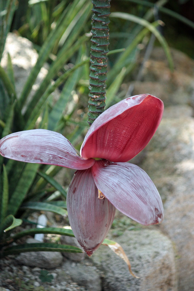 バナナの花