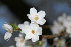 夜桜