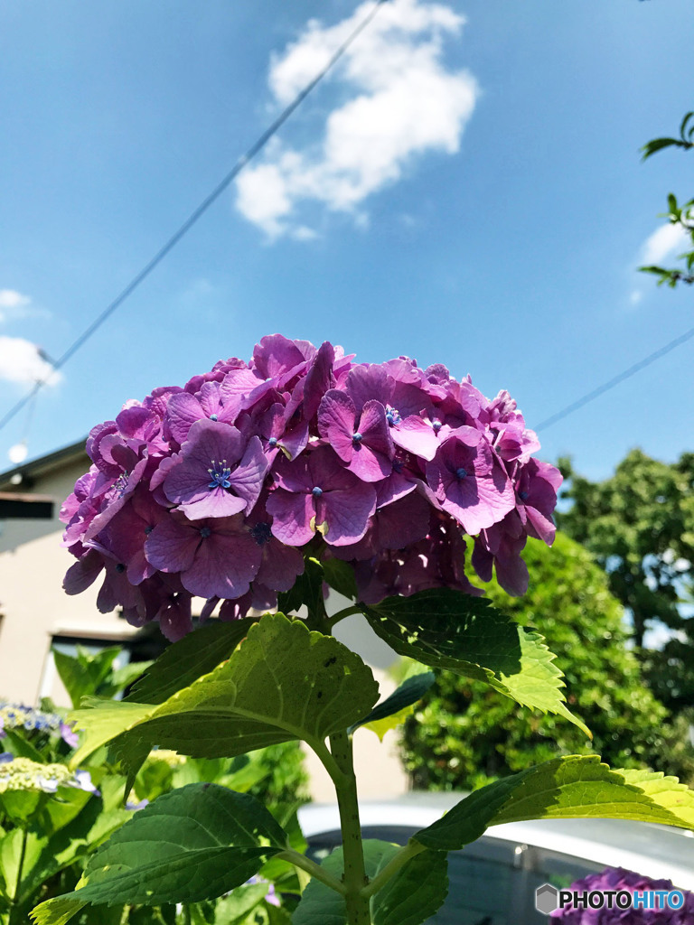 紫陽花