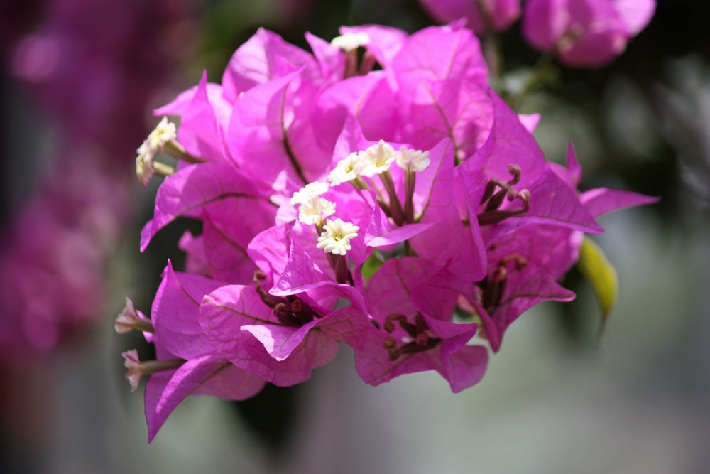 四季の花公園