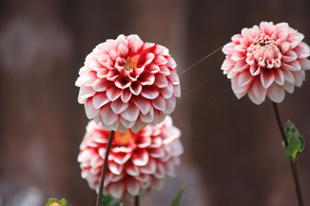 四季の花公園