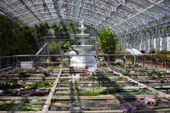 熱帯スイレン温室