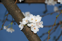 夜桜