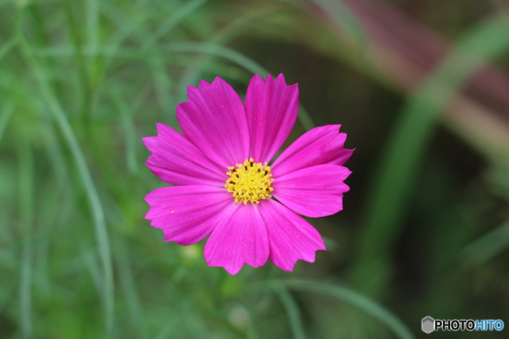 9月の花