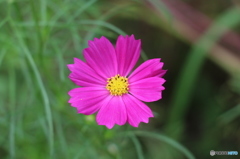 9月の花