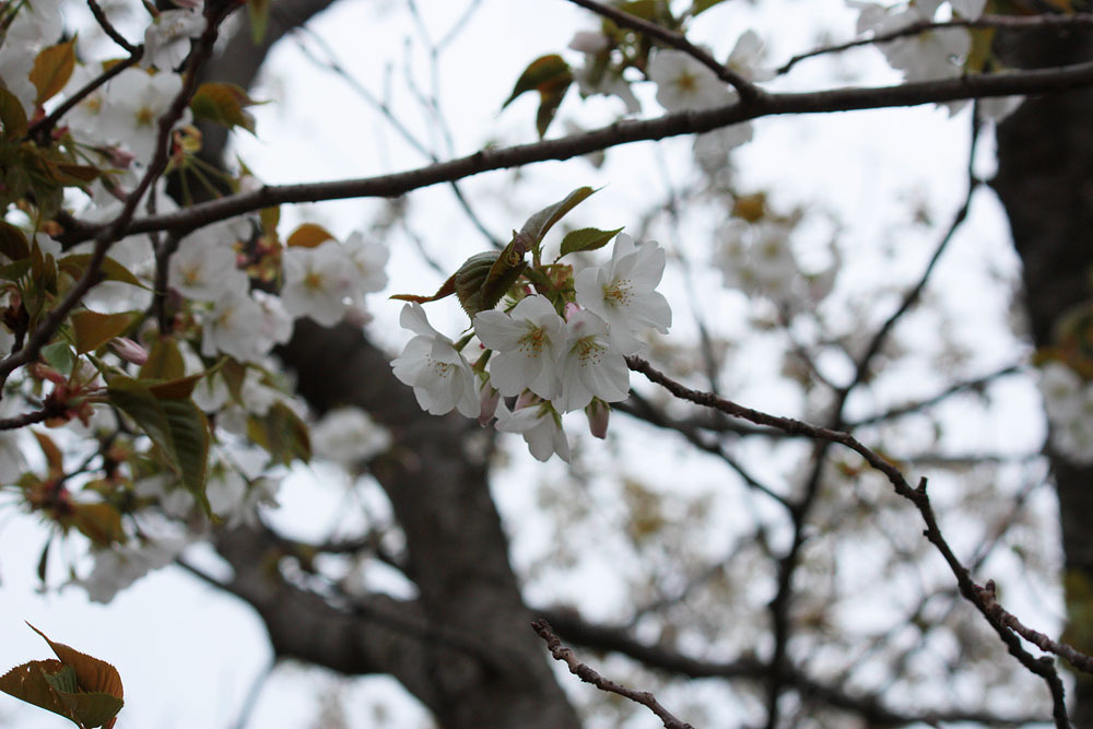 大島桜