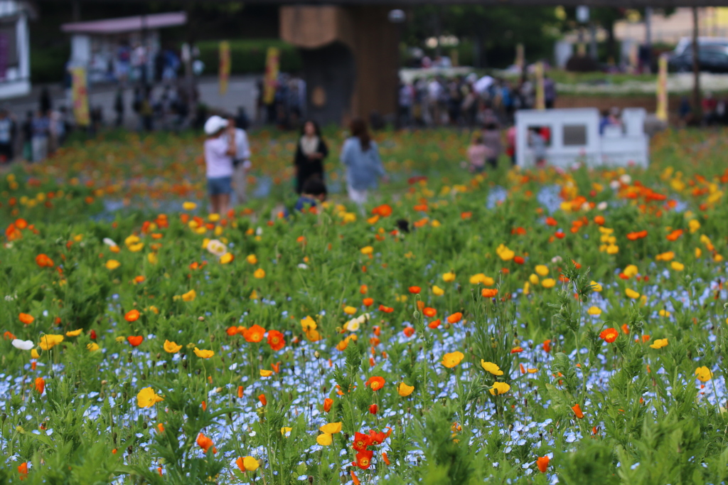 ポピー園