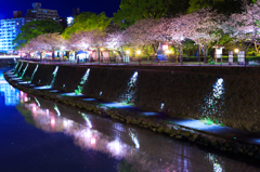 夜桜