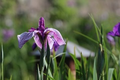 花菖蒲　1