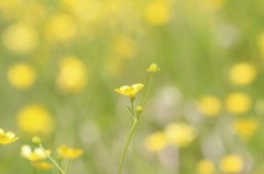 ぼんやり