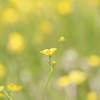 ぼんやり