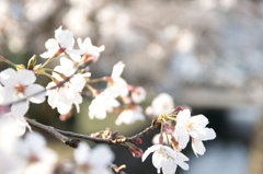 大原の堀＿SDIM