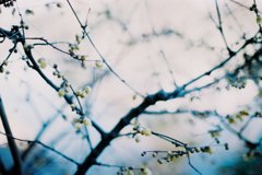 春を待つ蝋梅