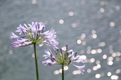 水際の花