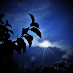 陽光