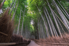 竹林の小径