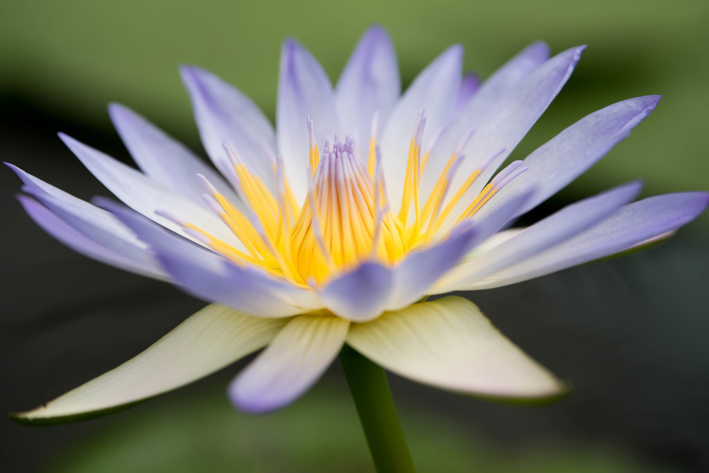 掛川花鳥園４