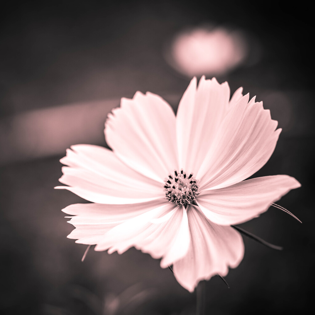 秋桜
