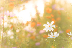 秋桜１