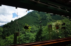 山緑