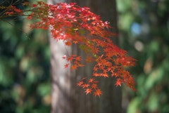 西明寺紅葉２