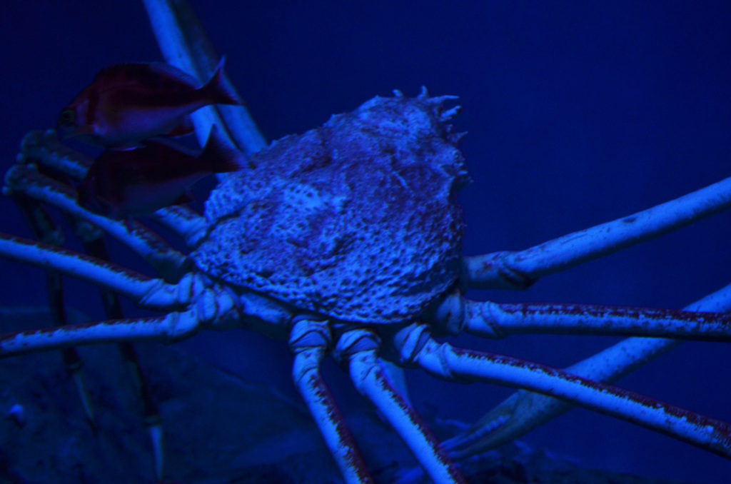 名古屋港水族館