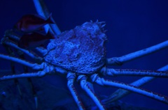 名古屋港水族館