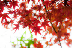 京都紅葉