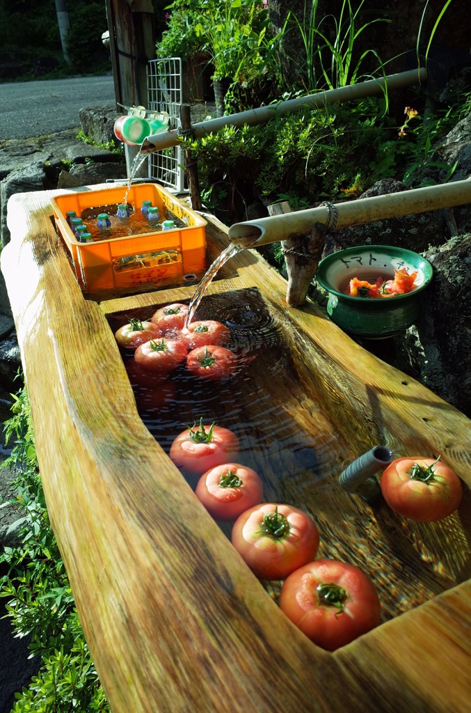 TOMATO