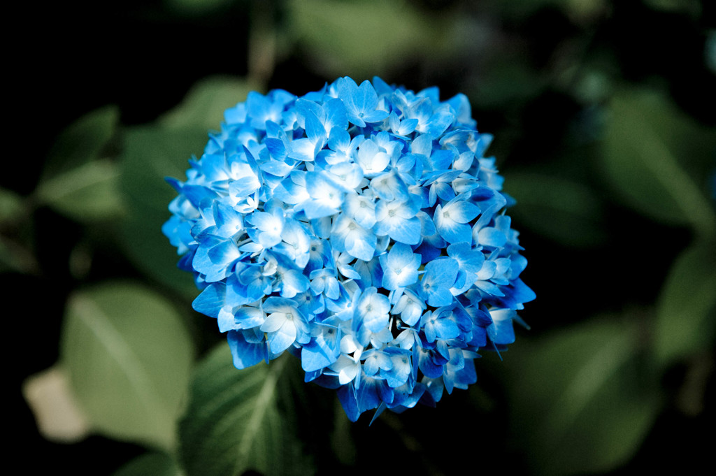 紫陽花　白鳥　お寺