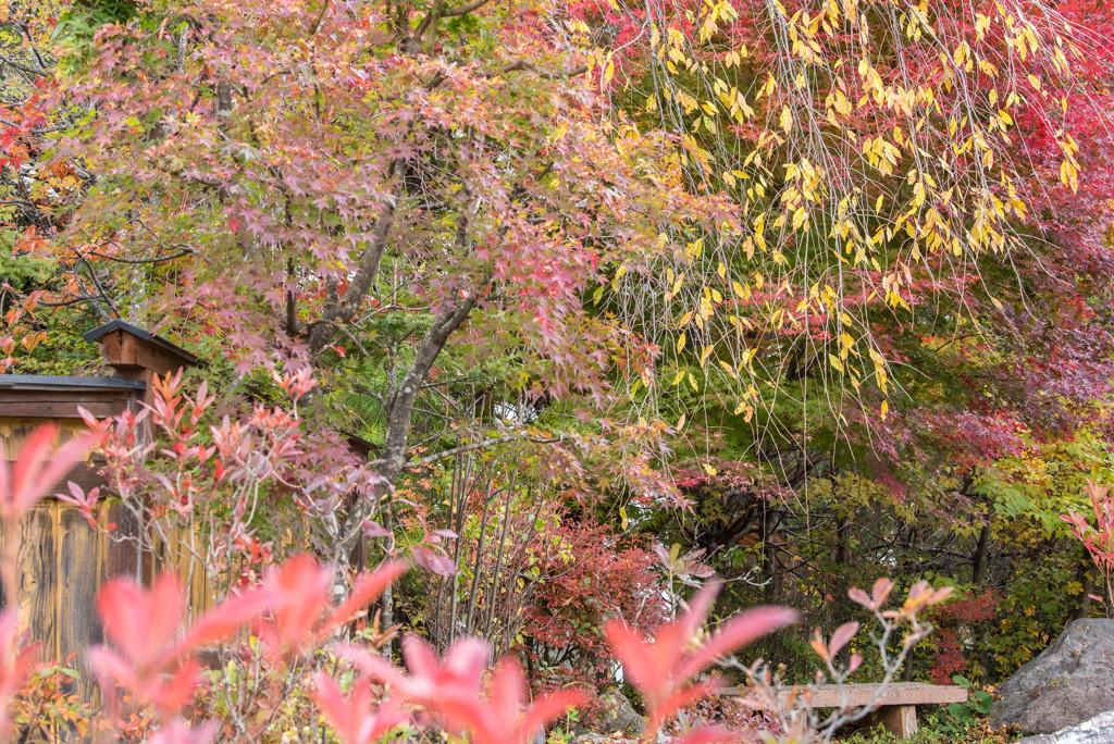 高山紅葉２
