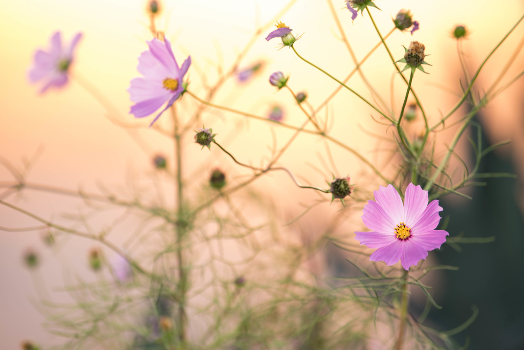 秋桜２