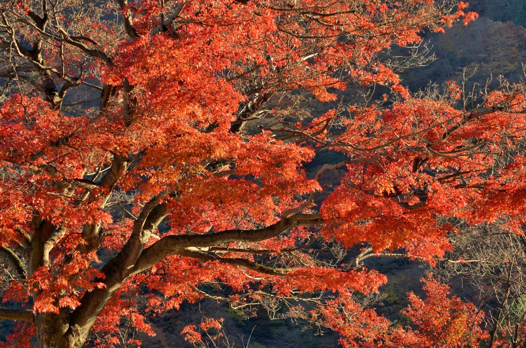 紅葉