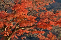紅葉
