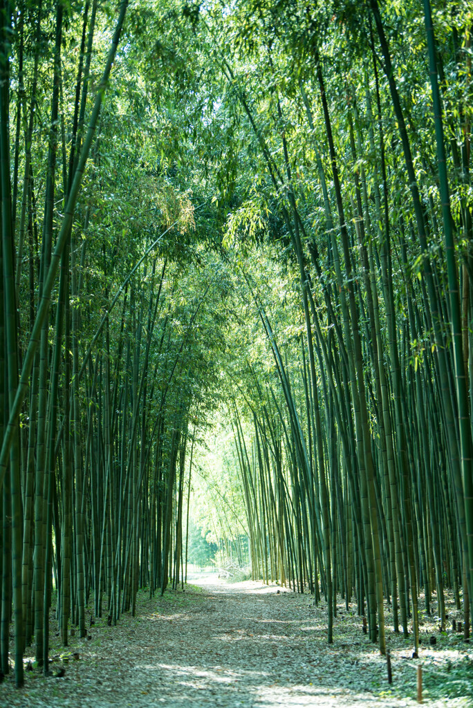 竹林遊歩道